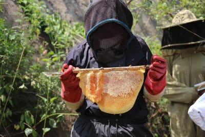 Ein Mann in Uganda hält frischen Honig in der Hand.